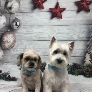 Two dogs with new haircuts