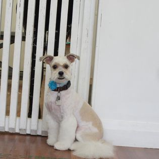 A little dog sitting down after a visit to the groomer