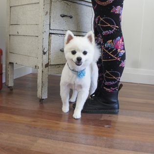 A little white dog all trimmed up