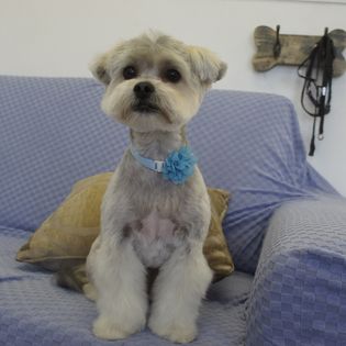 A dog with a blue collar and nice haircut