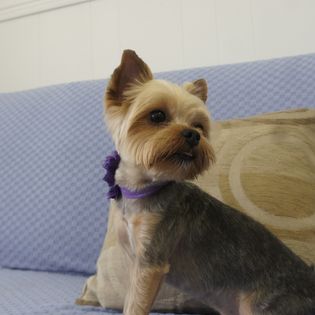 A dog after a fresh haircut