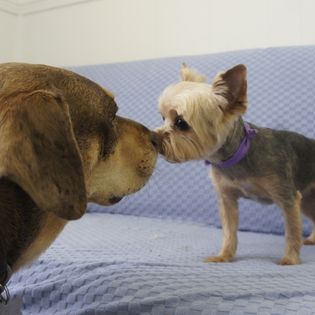A little and big dog touching noses