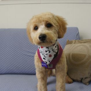 A dog with a fresh haircut and bandana