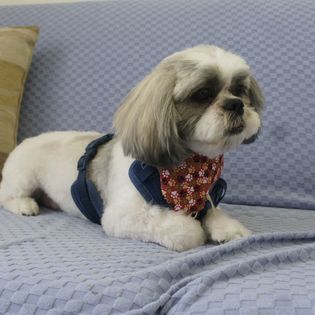 A little dog with a new bandana and haircut