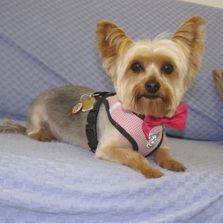 A little dog with big ears with a new haircut
