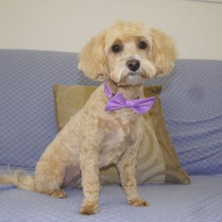 A tan dog with a new haircut and a bowtie