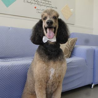 A poodle with a fresh hair cut