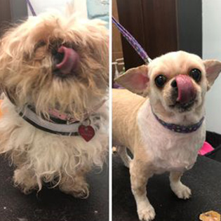 Before and after of a little dog's haircut