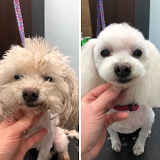 Before and after of a little white dog's haircut