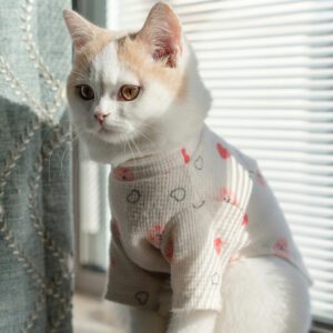A cat in a sweater