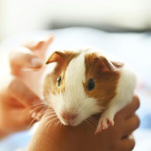 A guinea pig being held