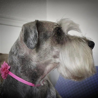 closeup of a gray dog with a fresh hair trim