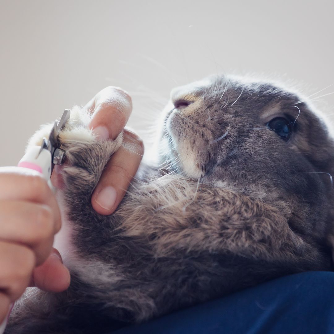 placeholder image box