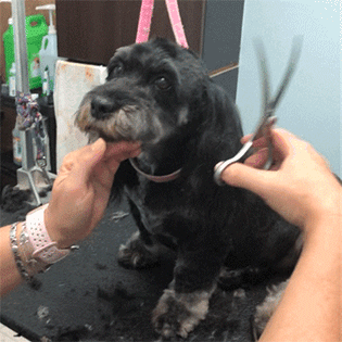 A gif of a dog getting a hair trim
