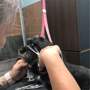 A dog getting its nose fur trimmed