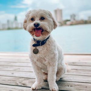 A cute little dog sitting on a dock